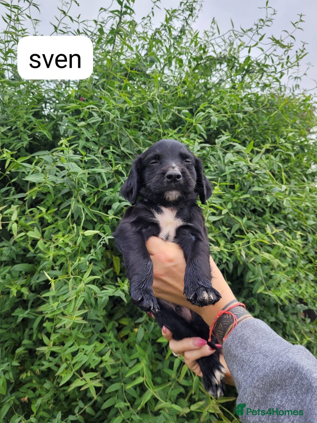 Sprocker dogs for sale: F1 sprockers 4 boys 3 girls - Image 16