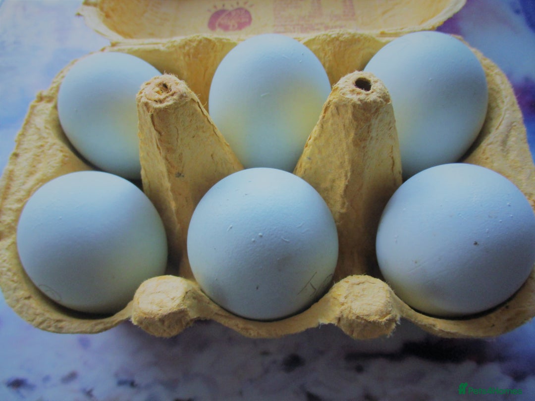 Chickens poultry for sale: Large, Black Araucana, trio or Pullets available. - Advert 5