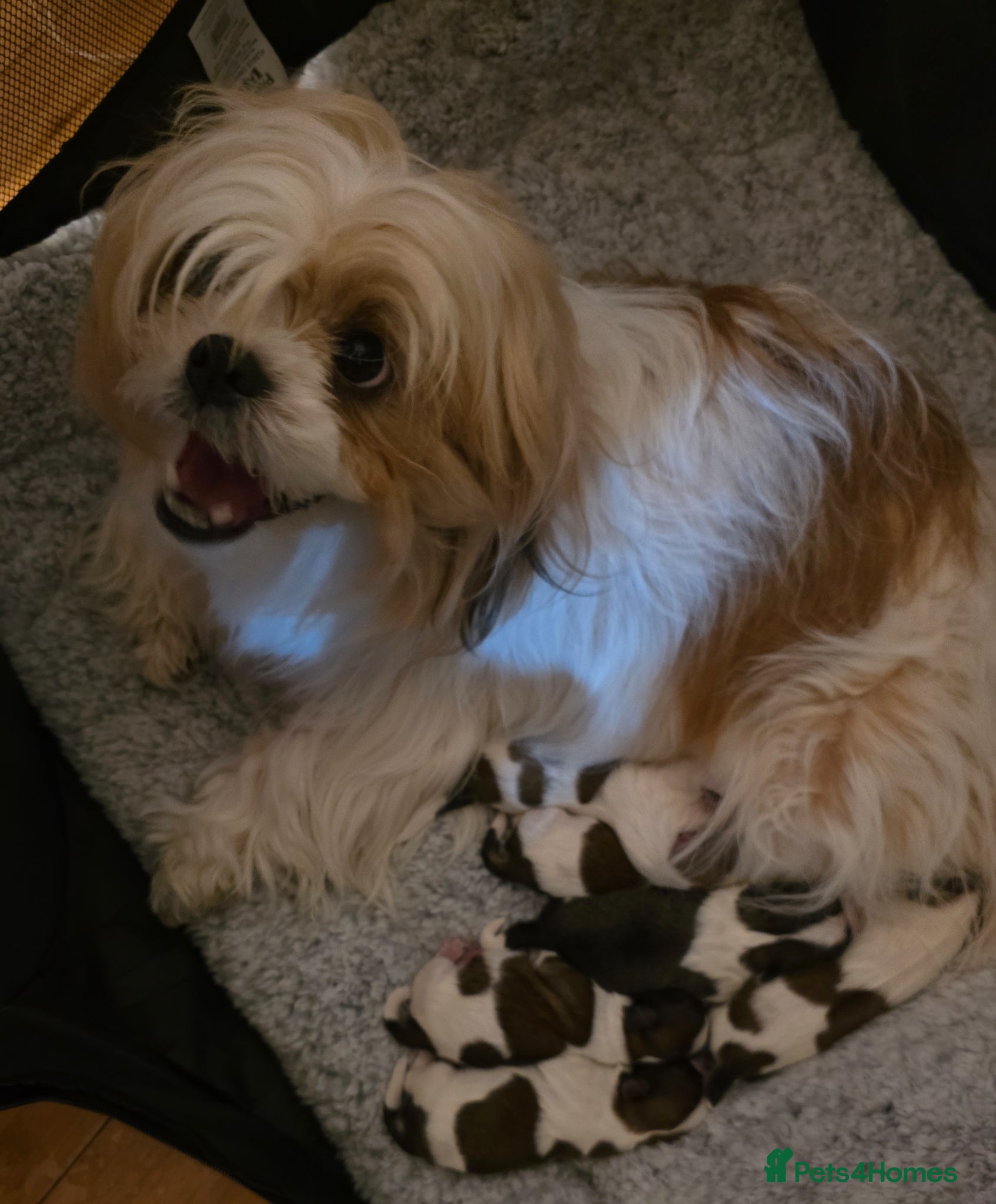 Mixed Breed dogs for sale: Beautiful 4 puppies (4 boys) - Advert 2