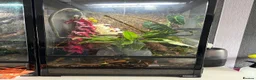 Gecko reptiles for sale: Bonded pair of chameleon geckos  in Coventry - Advert 3