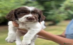 English Springer Spaniel dogs for sale: Springer spaniel puppies  - Image 22