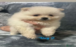 Pomeranian dogs for sale: Teddy bear optic white Pomeranians puppies - Advert 28