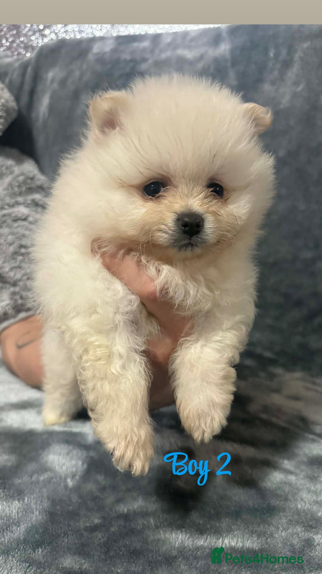 Pomeranian dogs for sale: Teddy bear optic white Pomeranians puppies - Advert 28