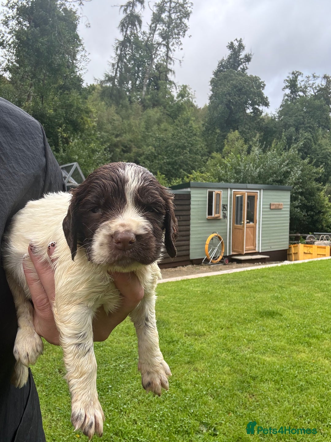 English Springer Spaniel dogs for sale: Springer Spaniel Puppies  - Image 28