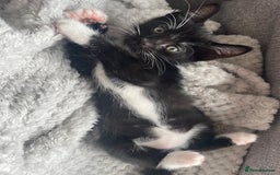 Mixed Breed cats for sale: 2 female kittens 1 male kitten for sale  - Image 13