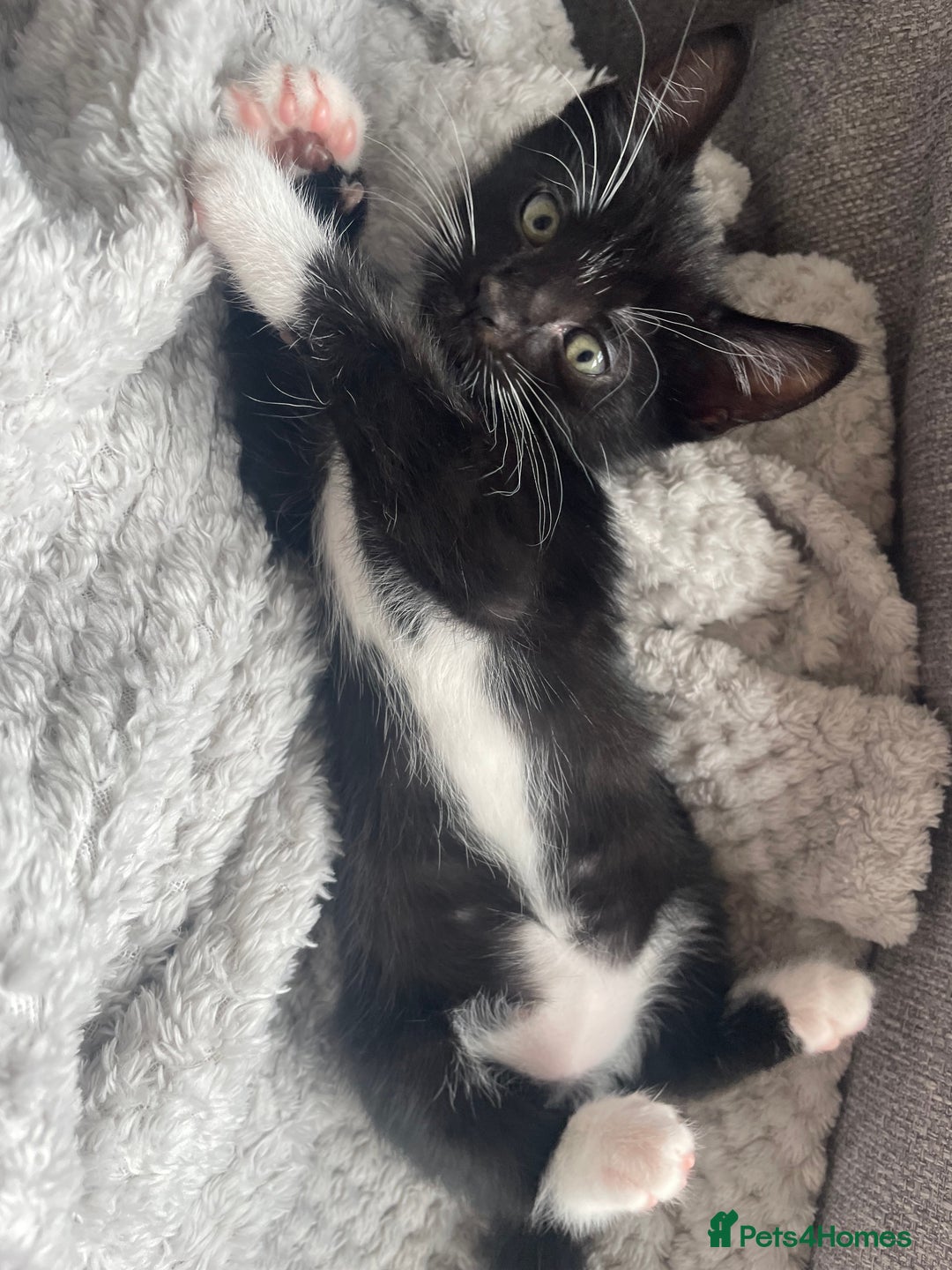 Mixed Breed cats for sale: 2 female kittens 1 male kitten for sale  - Image 13