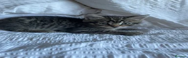 Ragdoll 2