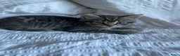 Mixed Breed cats for sale: Kittens - Advert 14