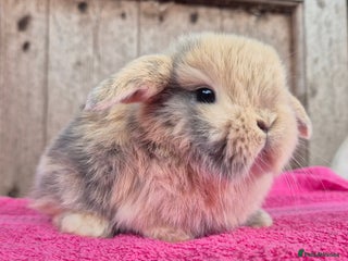 Mini Lop rabbits Mini lop babys ready to reserve - Advert 1