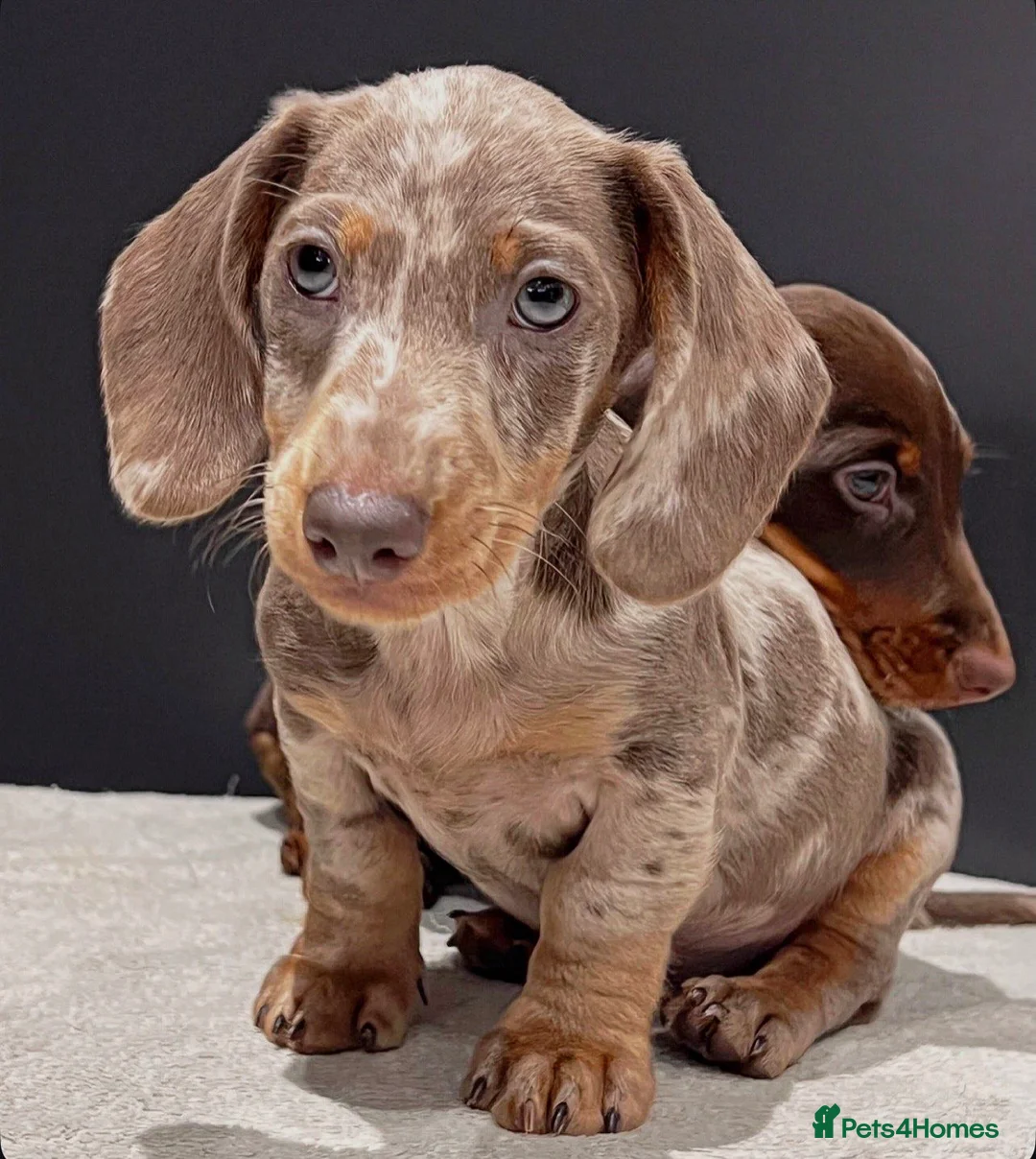Miniature Dachshund dogs for sale: Miniature Long hair dachshunds - Advert 2