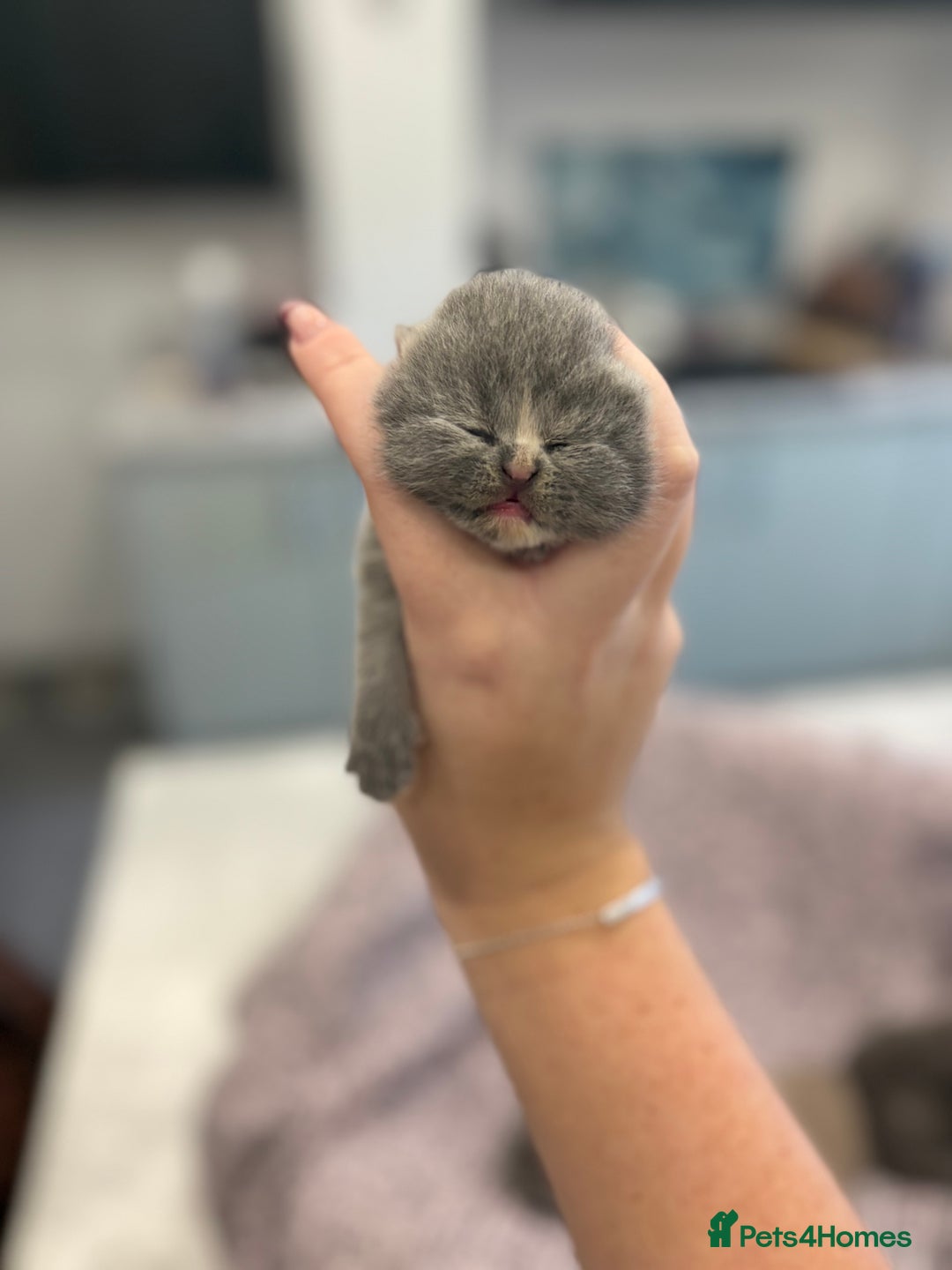 British Shorthair cats for sale: BSH kittens for sale from KC&Pedigree reg parents - Image 9