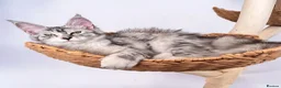 Maine Coon cats for sale: 🌟🌟Jadore  – Beautiful Girl Maine Coon 🌟🌟 - Advert 1