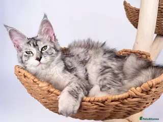 Maine Coon cats 🌟🌟Jadore – Beautiful Girl Maine Coon 🌟🌟 - Advert 1