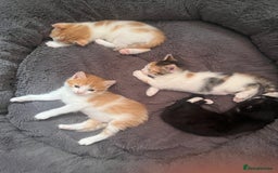 Mixed Breed cats for sale: 4 beautiful kittens - Image 7
