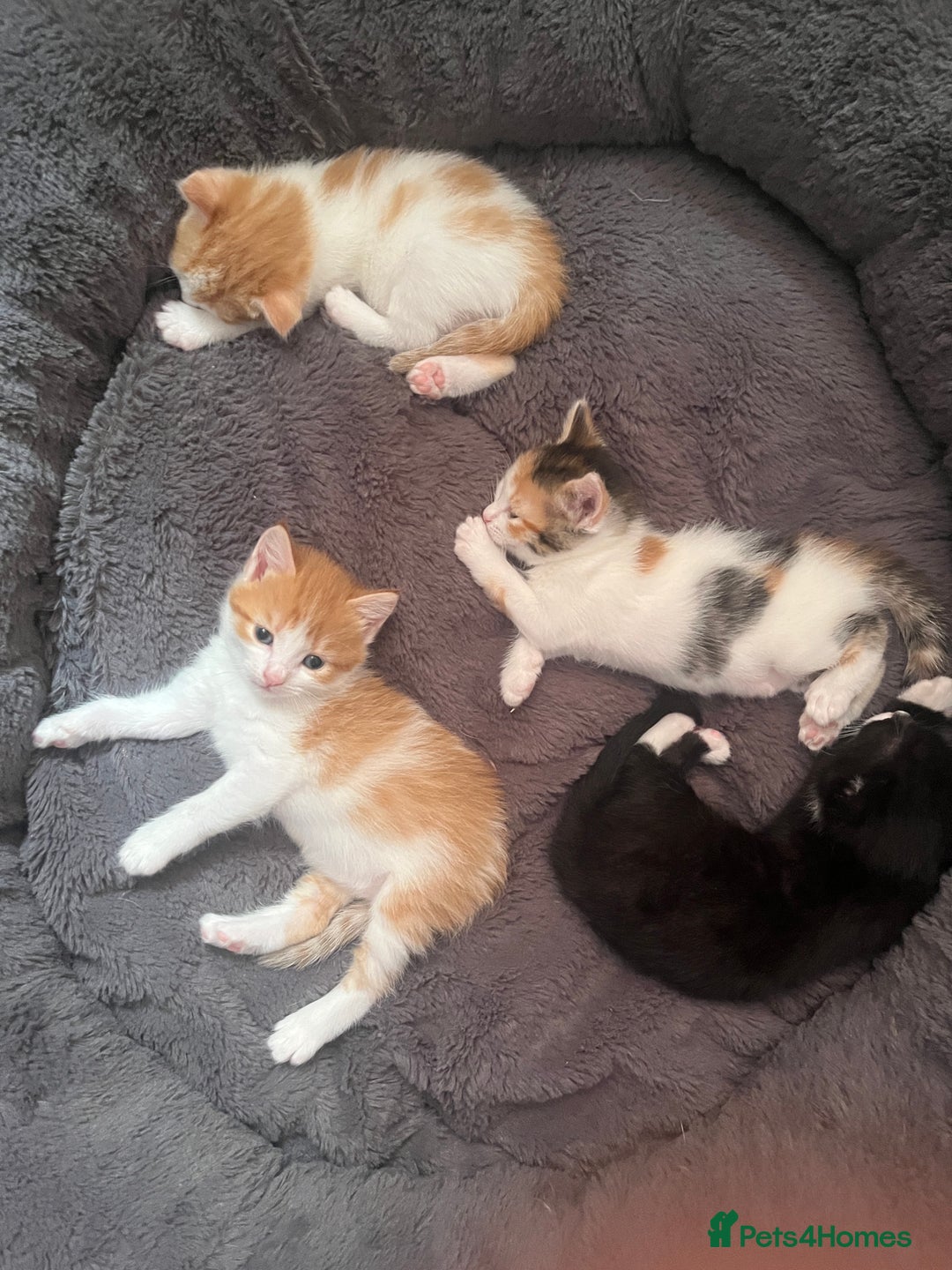 Mixed Breed cats for sale: 4 beautiful kittens - Image 7