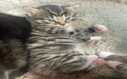 Bengal cats for sale: Part bengal kittens  - Image 2