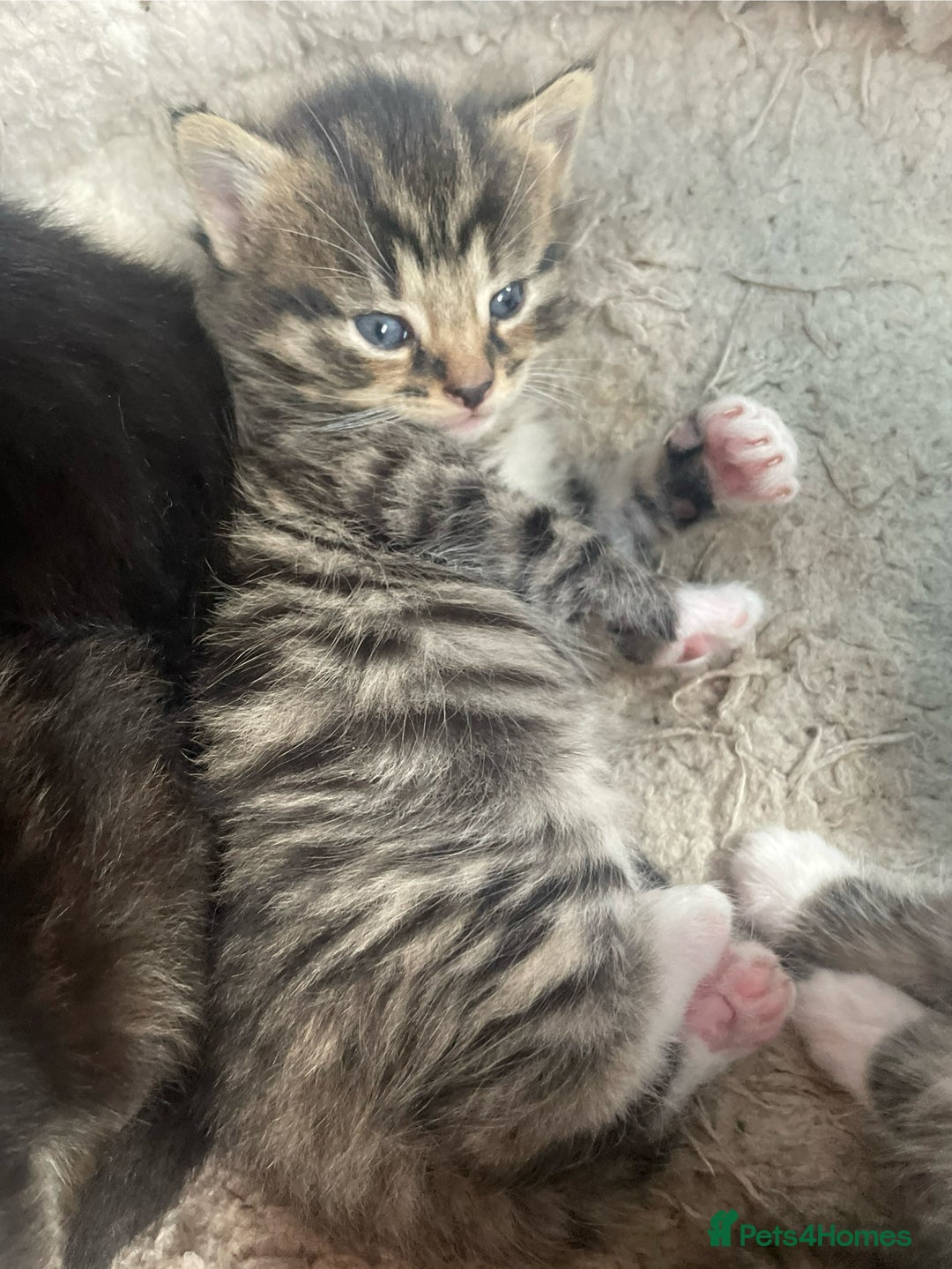 Bengal cats for sale: Part bengal kittens  - Image 2