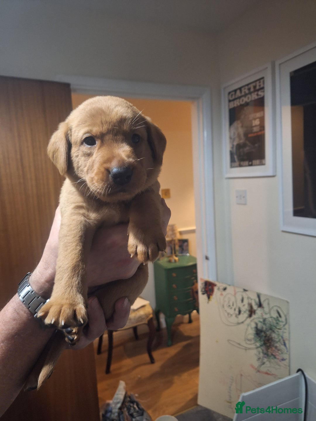 Labrador Retriever dogs for sale: Fox red labrador  - Advert 3