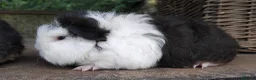 Guinea Pig rodents for sale: Three, 6 week old baby Swiss Brothers.  - Advert 6