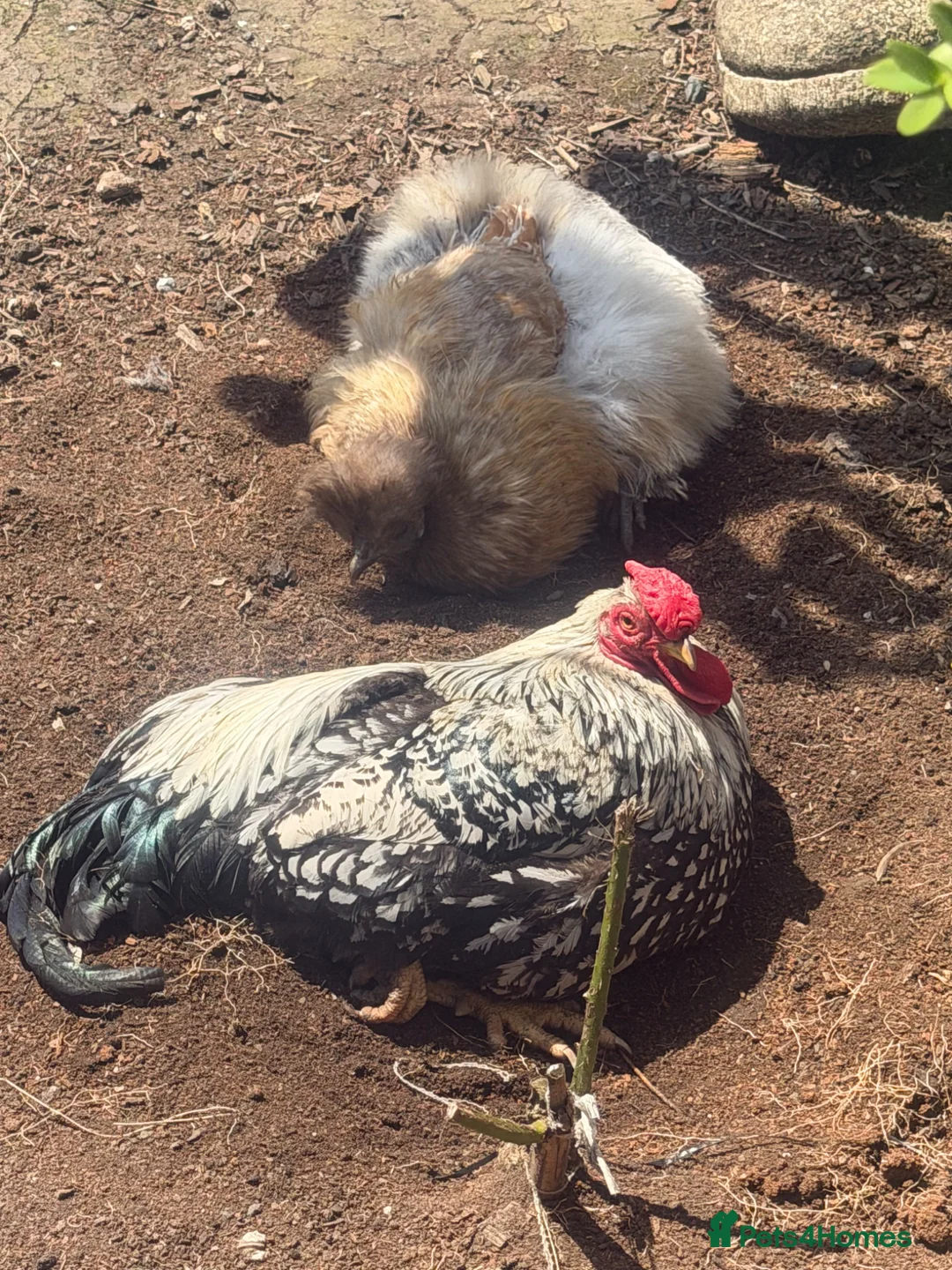 Chickens poultry for sale: Chickens & cockerel & set up in Ashton-under-Lyne - Advert 1