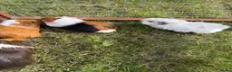 Guinea Pig rodents for sale: Baby Guinea pigs  - Advert 5