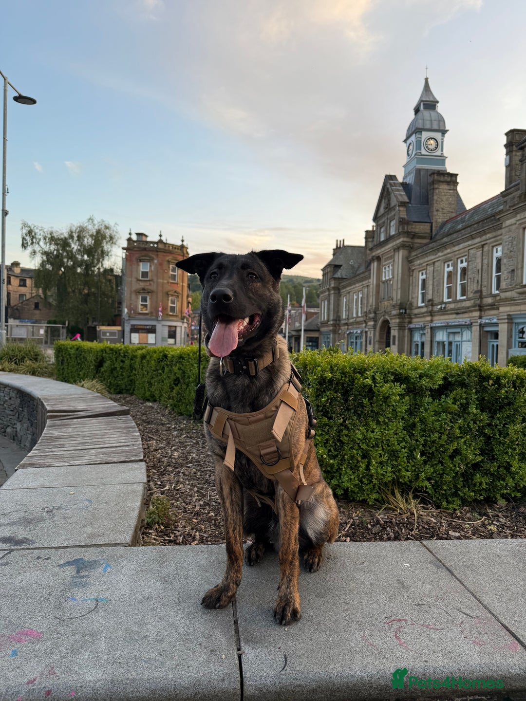 Mixed Breed dogs for sale: Belgian Malinois x Dutch Herder | 10 Month Old - Image 1