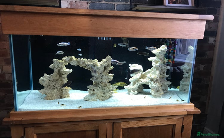 Plecos fish - Advert 5