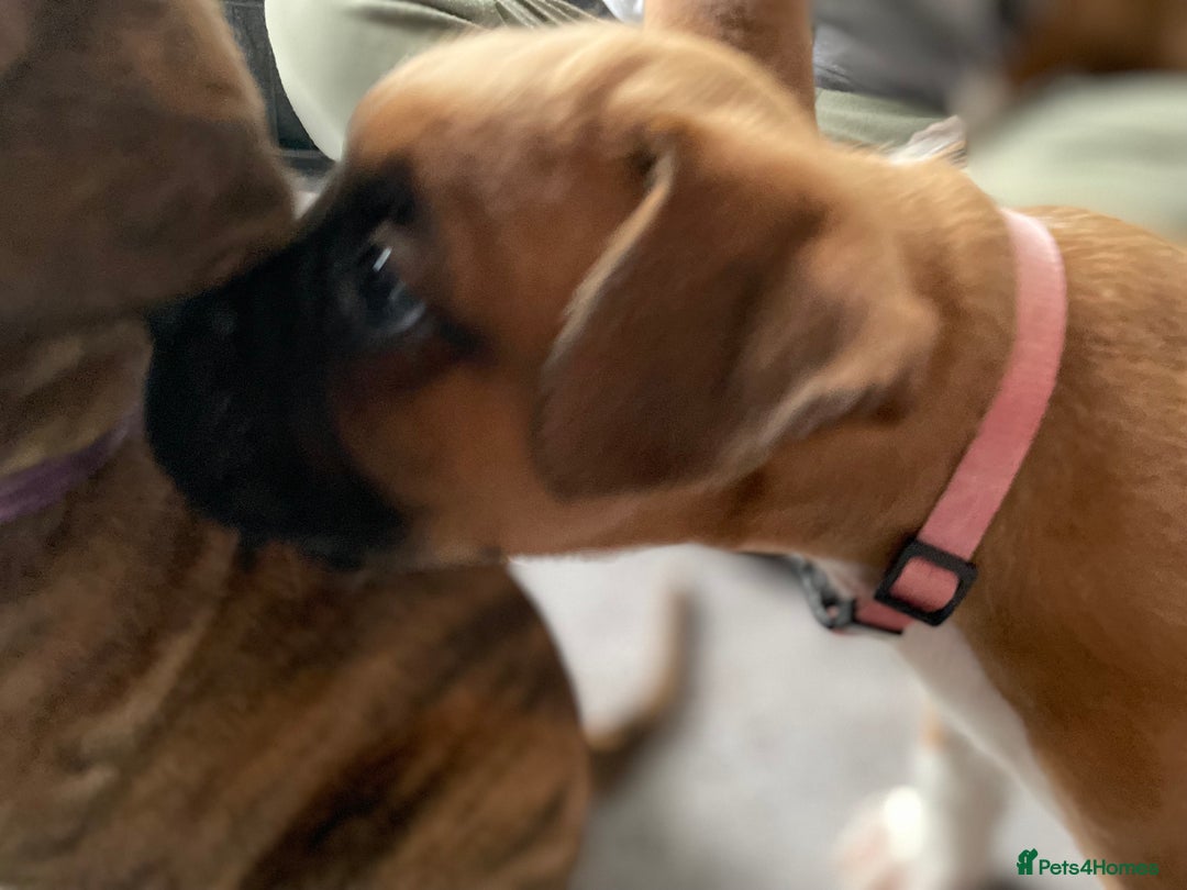 Boxer dogs for sale: A Second Chance for a Gentle Boxer - Advert 16
