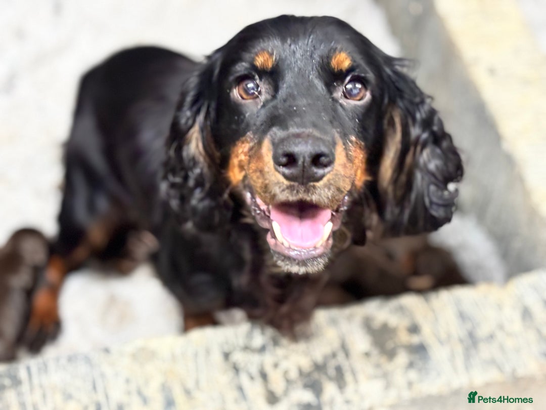 Cocker Spaniel dogs for sale: Champion bred KC health tested cockers  - Image 1