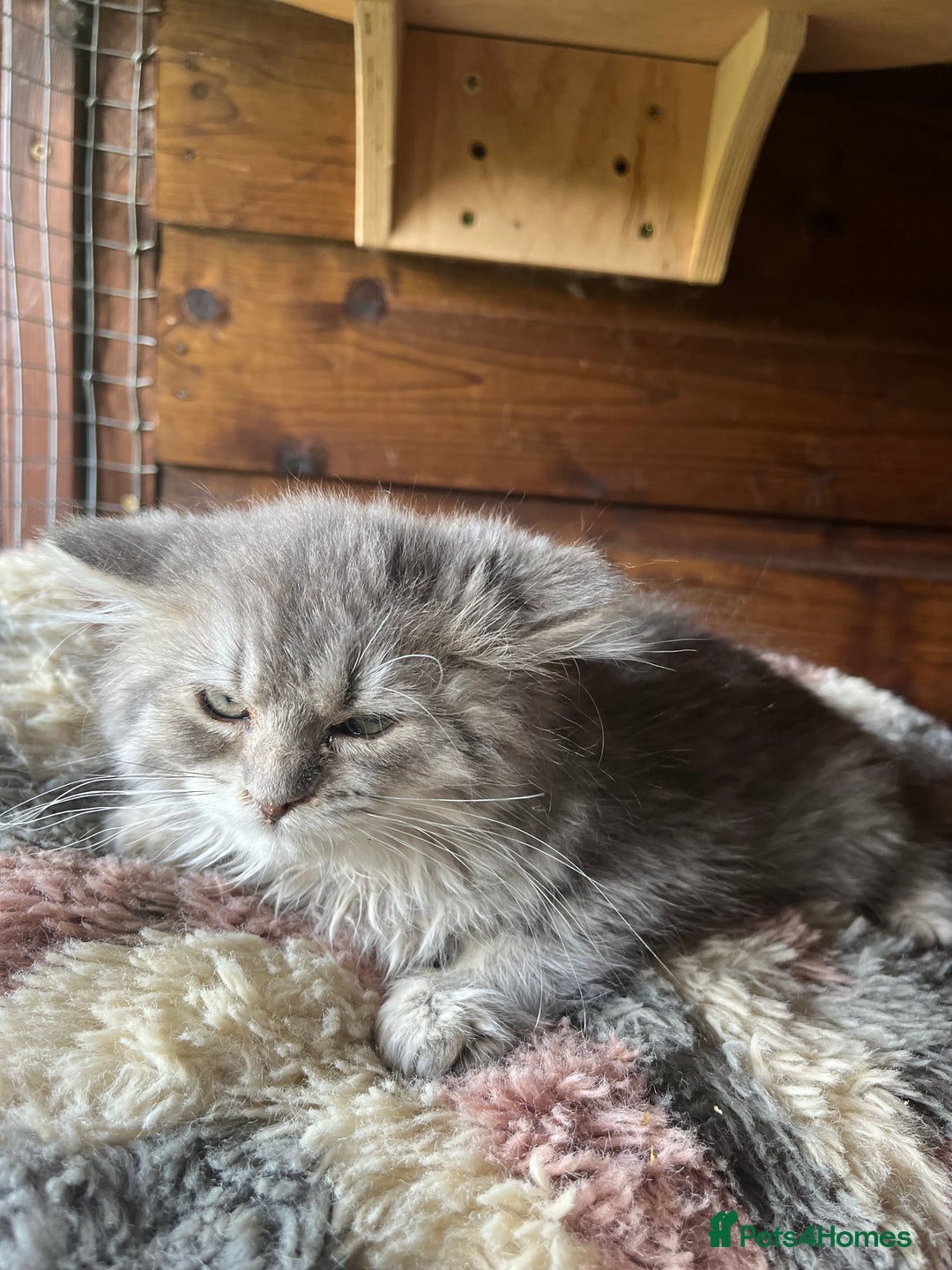 Ragdoll cats for sale: Ragdoll x longhair female kitten  - Image 4