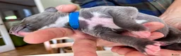 Whippet dogs for sale: KC Reg blue whippet puppies in Ledbury - Advert 16