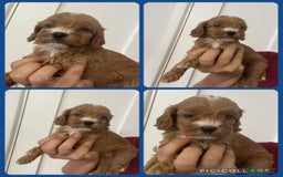 Cockapoo dogs for sale: STUNNING RED F1 COCKAPOO PUPPIES - Image 17