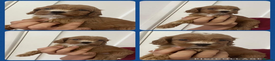 Cockapoo Puppy 1