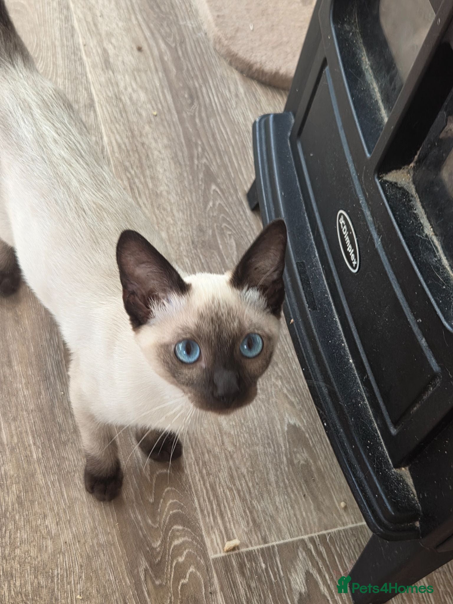 Snowshoe cats TICA Snowshoe Kitten seeking SPECIAL home - Advert 1