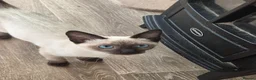 Snowshoe cats for sale: TICA Snowshoe Kitten seeking SPECIAL home - Advert 1