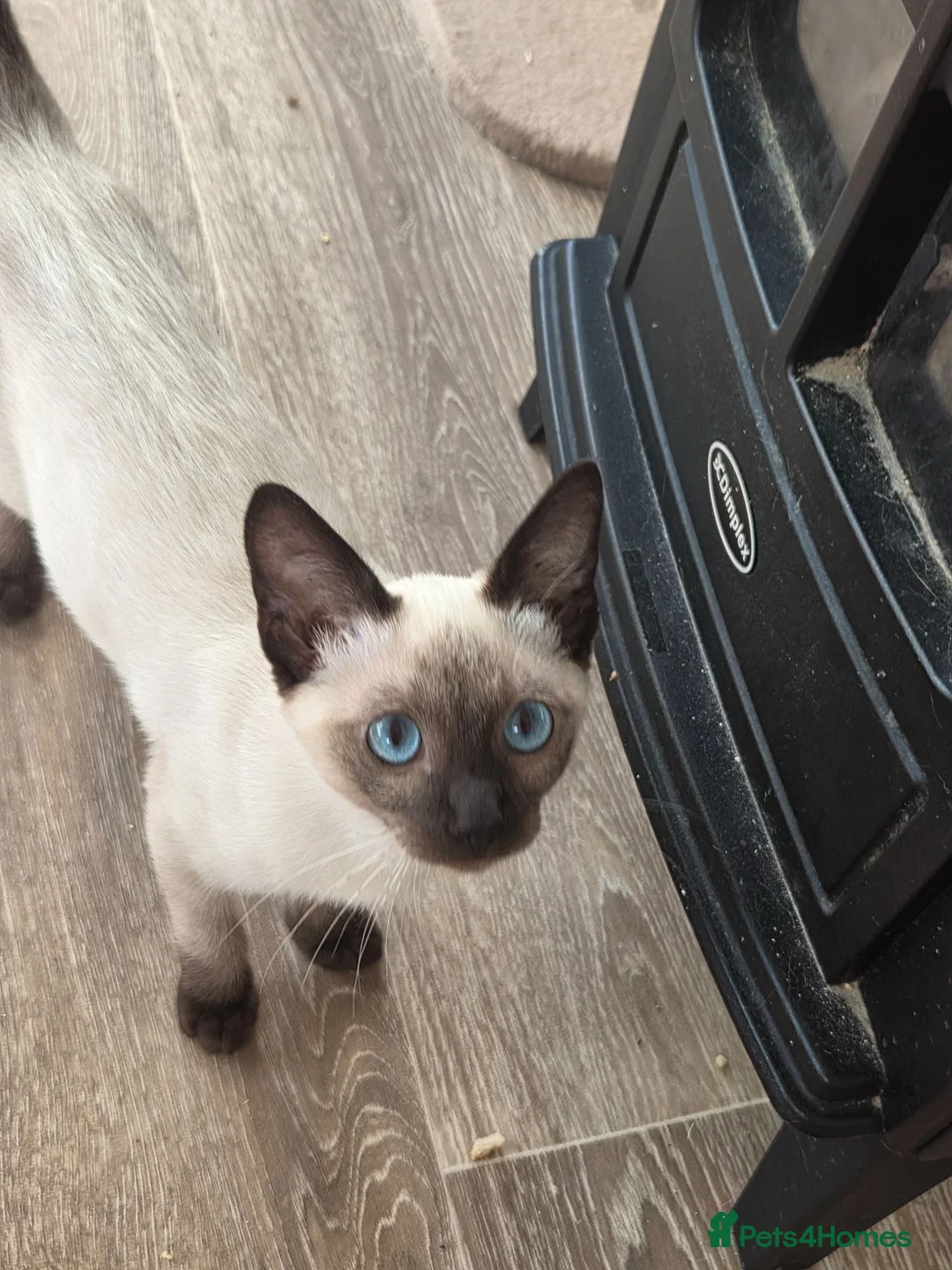 Snowshoe cats for sale: TICA Snowshoe Kitten seeking SPECIAL home - Advert 1