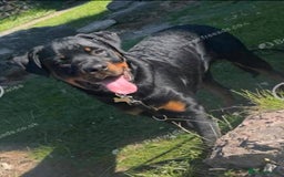 Rottweiler dogs for sale: Rottweiler 10 month old - Image 3