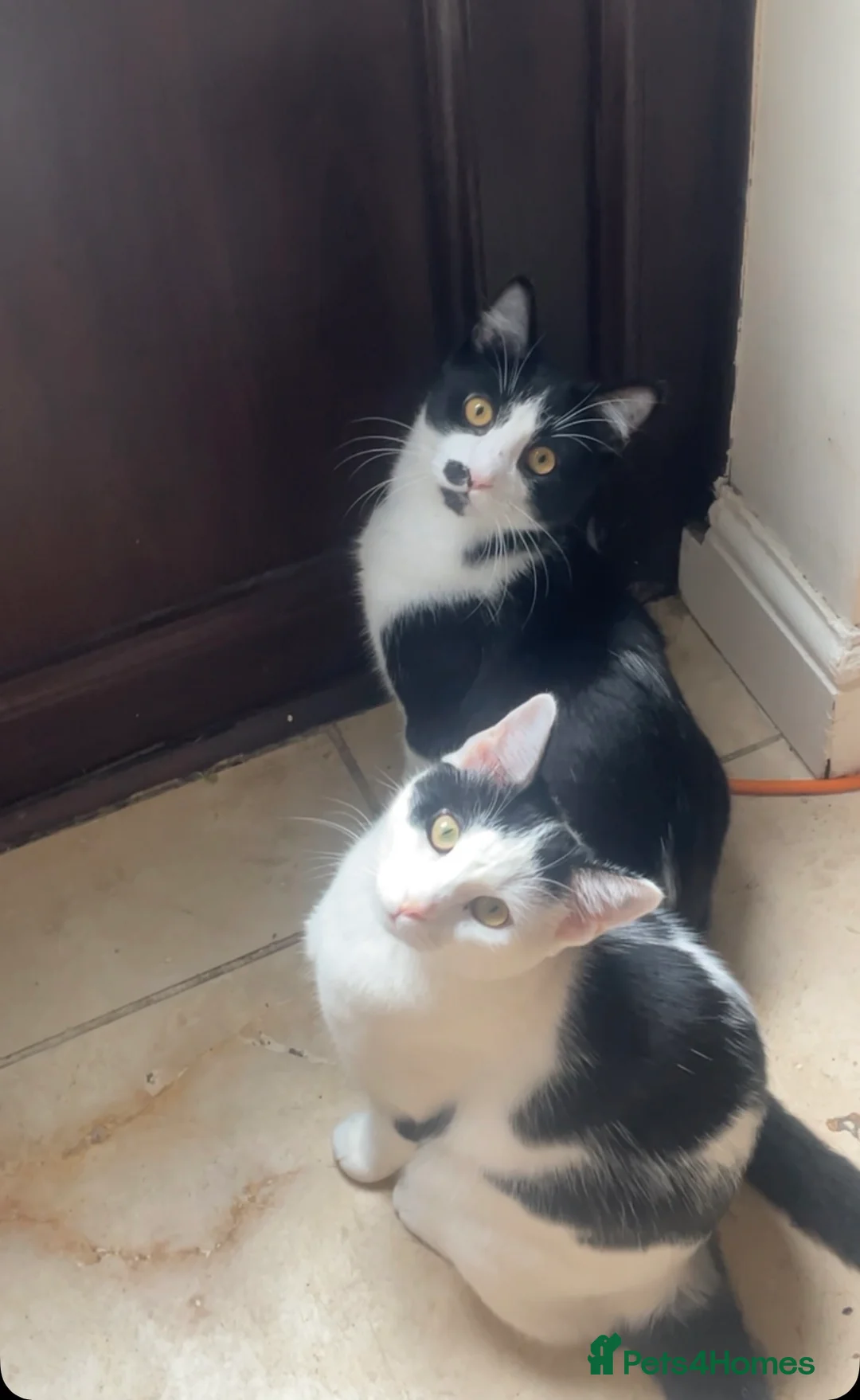 Domestic Shorthair cats for sale: Chloe  in Chelmsford - Advert 2