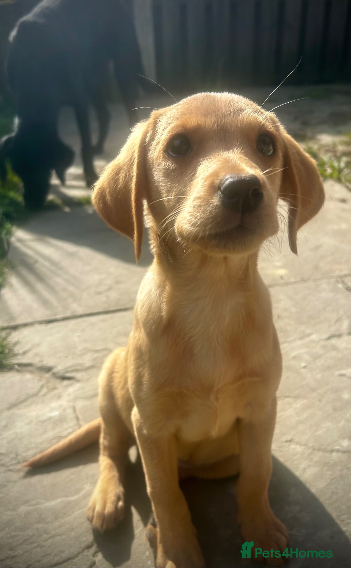 Labrador Retriever dogs Trained Labrador for sale  - Advert 1