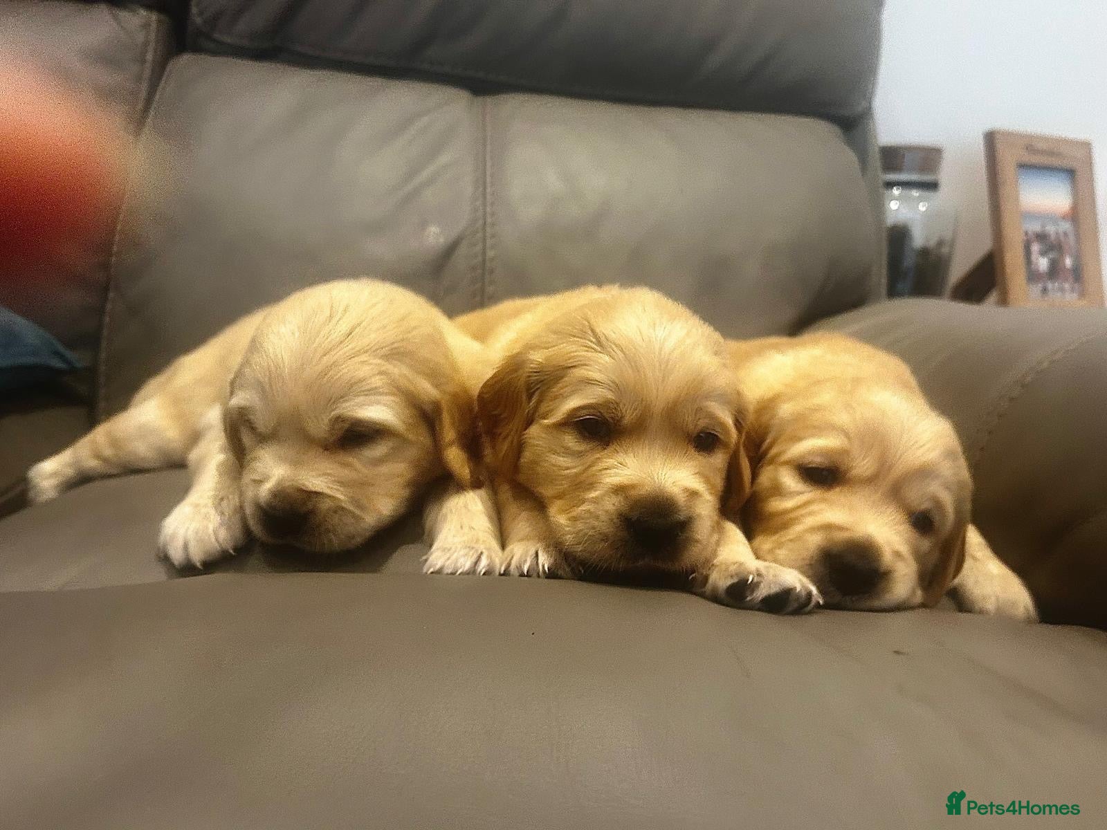 Golden Retriever dogs Golden retriever puppies for sale - Advert 1