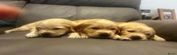 Golden Retriever dogs for sale: Golden retriever puppies for sale in Ashtead - Advert 1