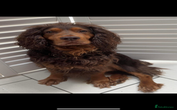 Cocker Spaniel dogs for sale: Gorgeous WCS pups - Image 2
