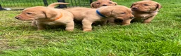 Labrador Retriever dogs for sale: KC fox red puppies - Advert 9