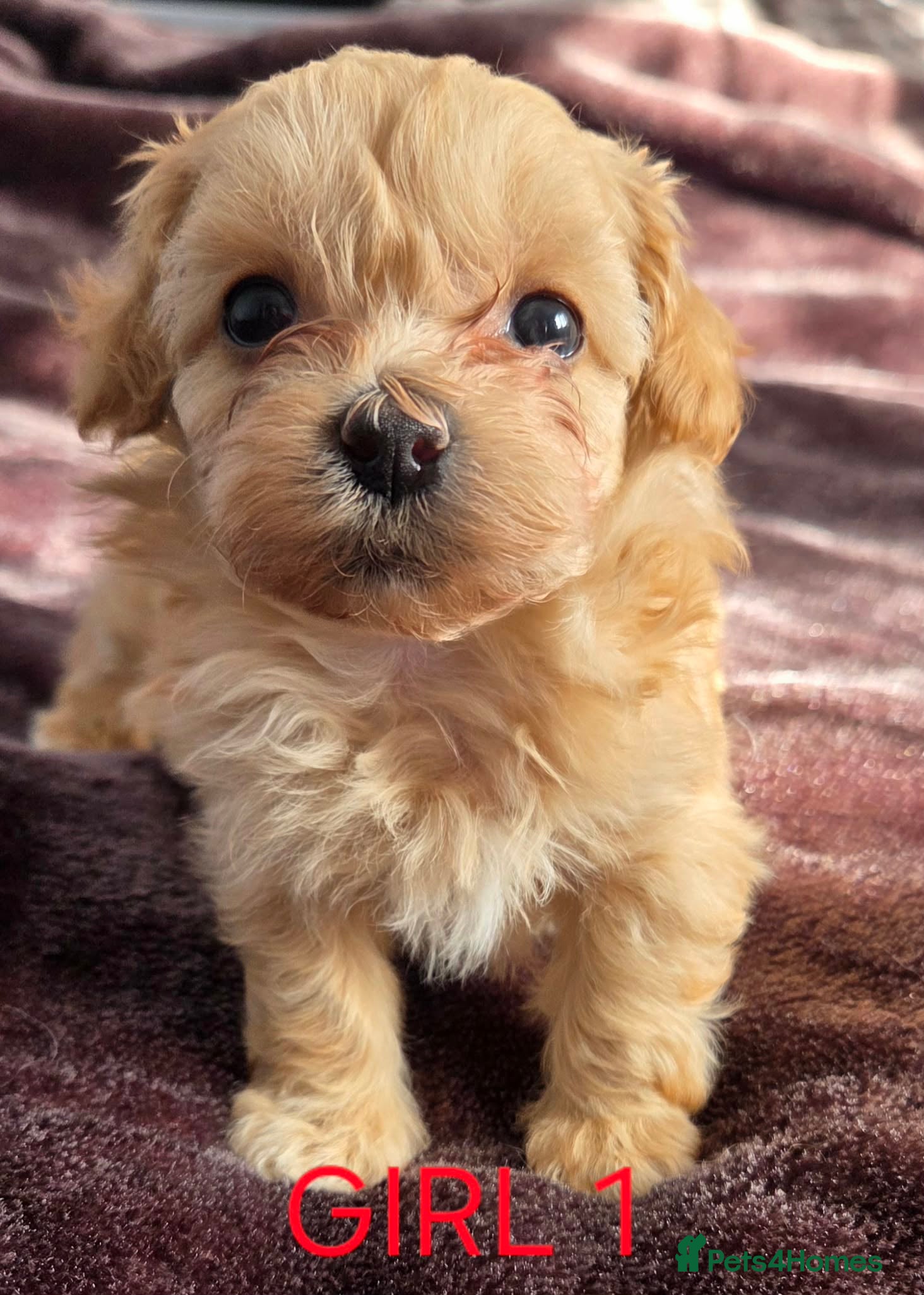 Maltipoo dogs Beautiful Maltipoo puppies - Advert 1