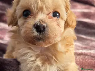 Maltipoo dogs Beautiful Maltipoo puppies - Advert 1