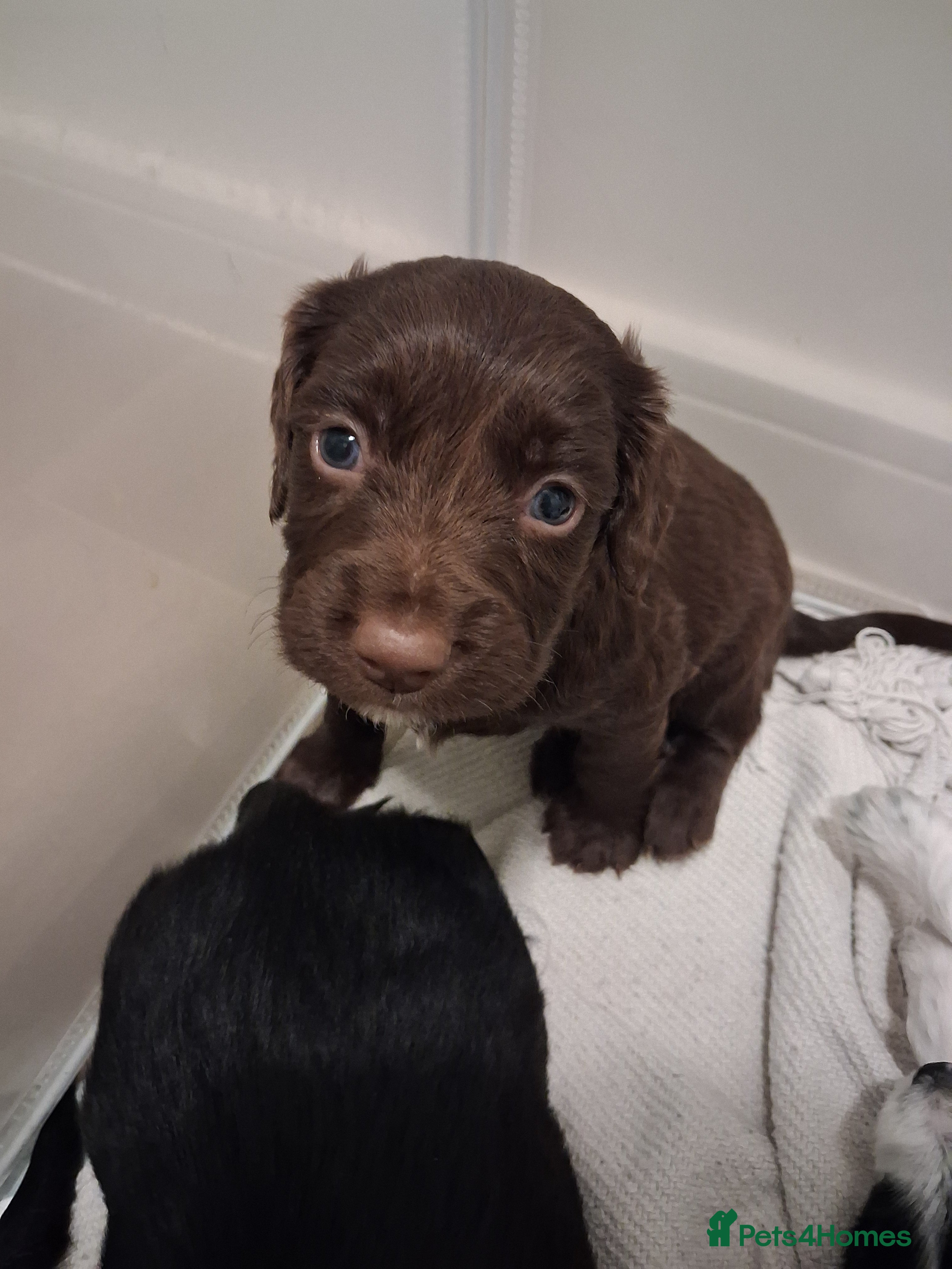 Mixed Breed dogs ☆six beautiful male puppys seeking forever homes☆ - Advert 7