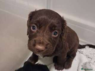 Mixed Breed dogs ☆six beautiful male puppys seeking forever homes☆ - Advert 7