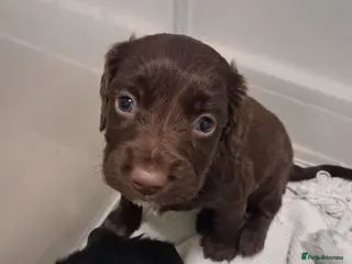 Mixed Breed dogs ☆six beautiful male puppys seeking forever homes☆ - Advert 7