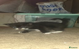 British Shorthair cats for sale: 2 tuxedo and 2 all black kittens for sale  - Image 7