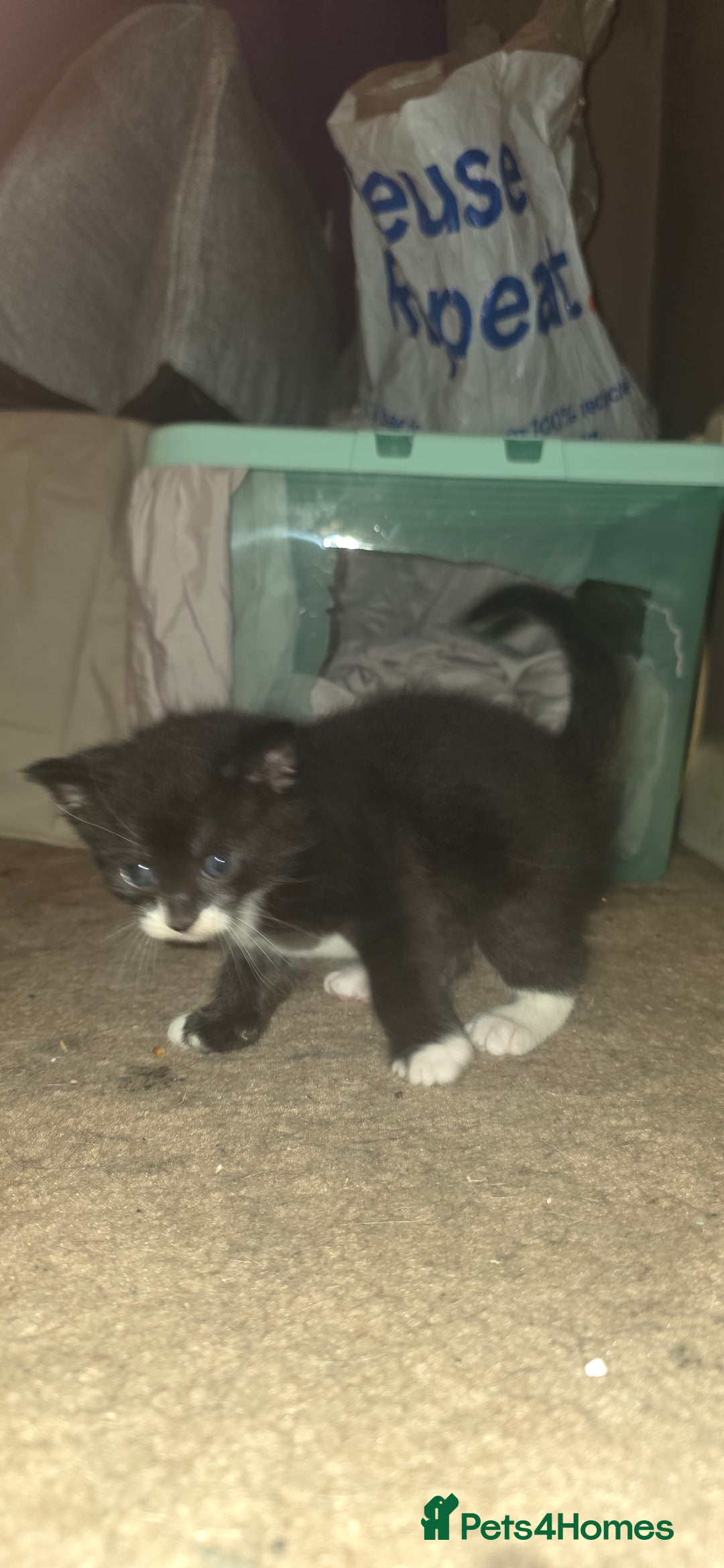 British Shorthair cats for sale: 2 tuxedo and 2 all black kittens for sale  - Image 7